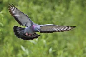 Pigeons